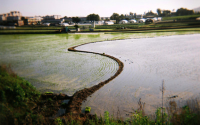 Spring Rice Field